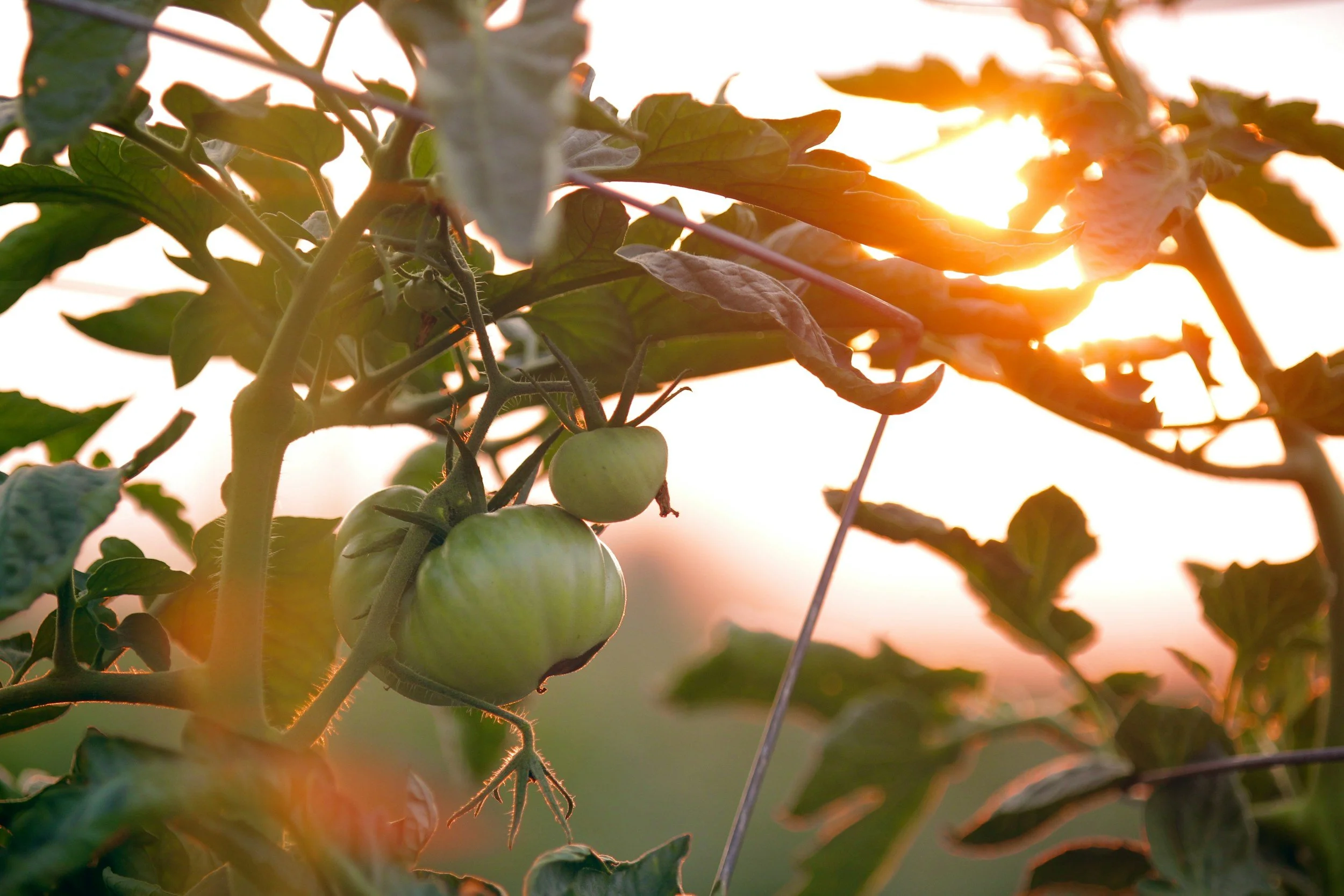 Green tomatoes on vine at sunset